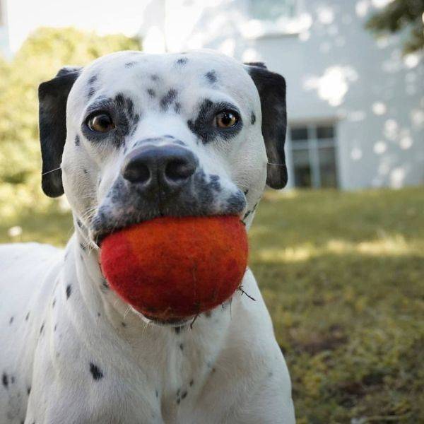 25 Unusual Mixed Dog Breeds That Double The Cuteness - Barnorama