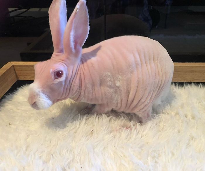 Rare Hairless Rabbit Becomes An Instagram Star Barnorama Rare Hairless Rabbit Becomes An Instagram Star Barnorama