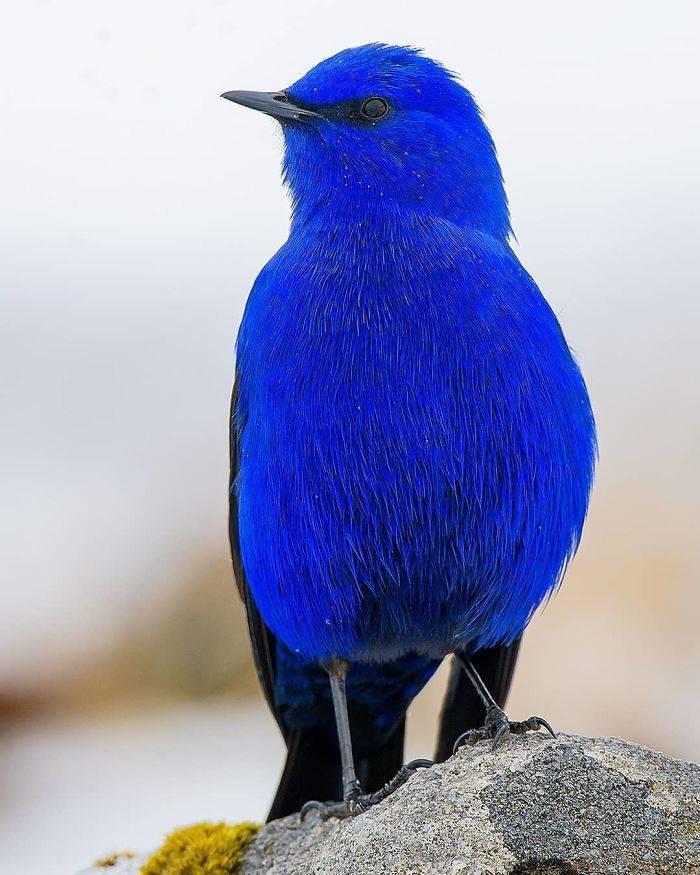 30 Birds That Are So Unique And So Beautiful - Barnorama