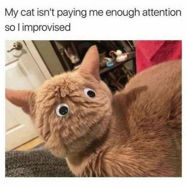 45 Hilarious Cat Memes Speak The Truth - Barnorama