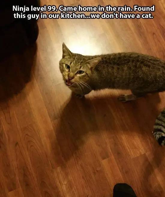 22 Cats Who Have Found Themselves New Slaves - Barnorama