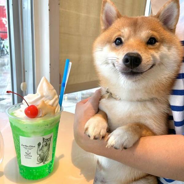 Cute Shiba Inu That Smiles All The Time - Barnorama