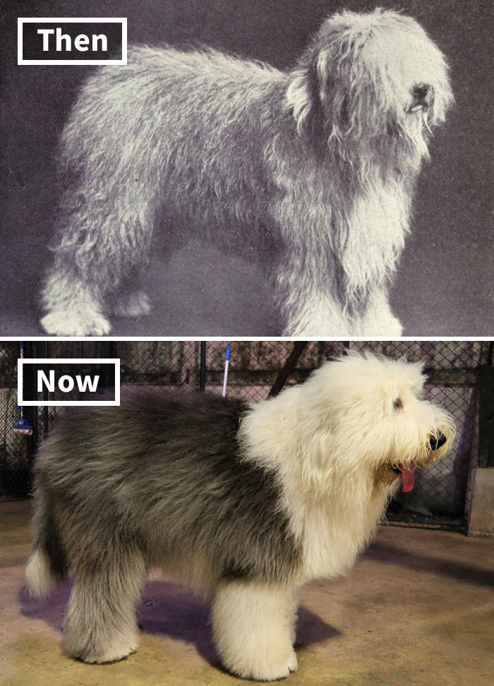 18 Dog Breeds: Now VS. 100 Years Ago - Barnorama