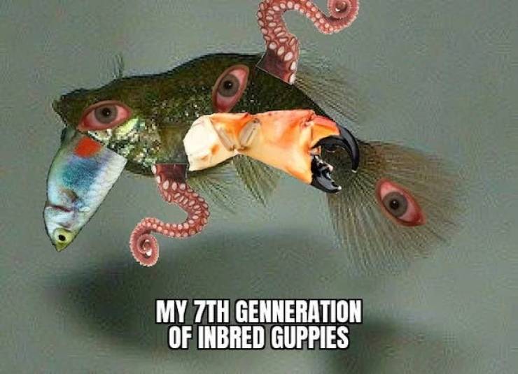 30+ Hilarious Fish Memes - Barnorama