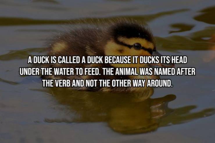 20 Extremely Random Facts – Barnorama