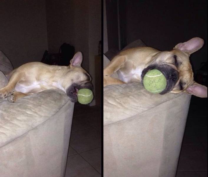 Silly Examples 18 Silly, Yet So Funny Photos – Barnorama