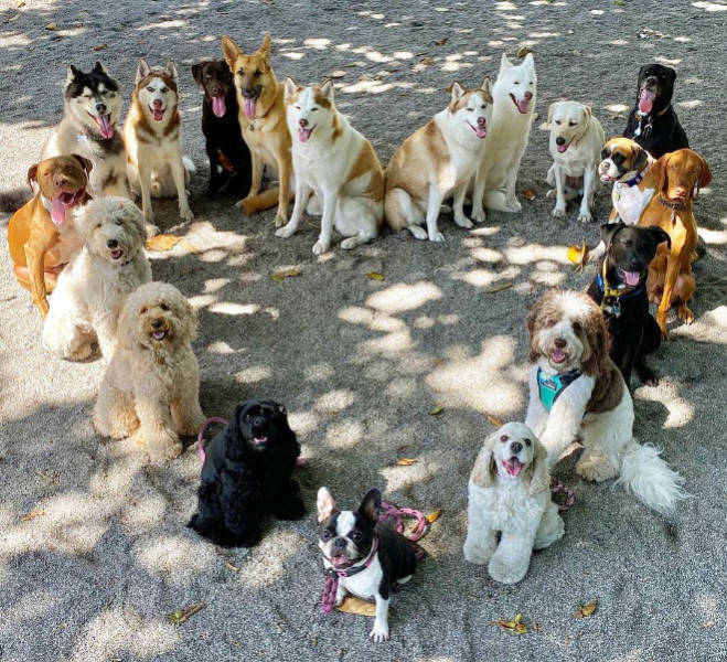 perfect_group_photos_of_dogs_are_not_impossible-1.jpg