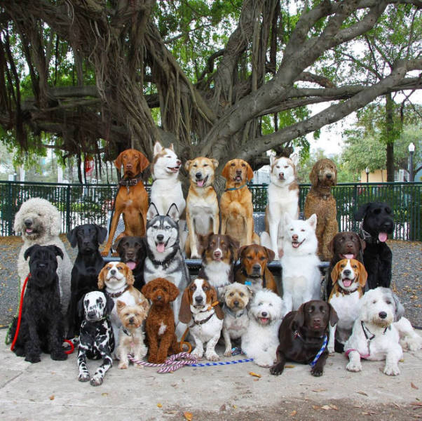 perfect_group_photos_of_dogs_are_not_impossible-6.jpg