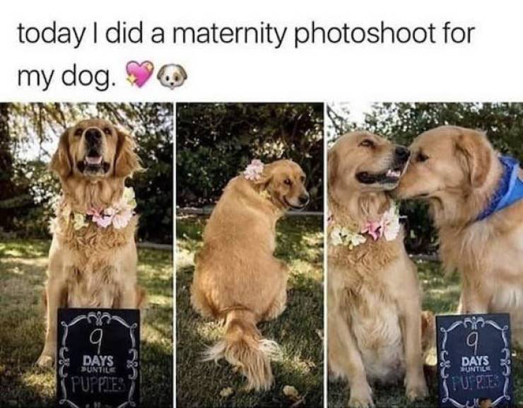 63 Funny Animals That Will Make Your Day Even Better – Barnorama