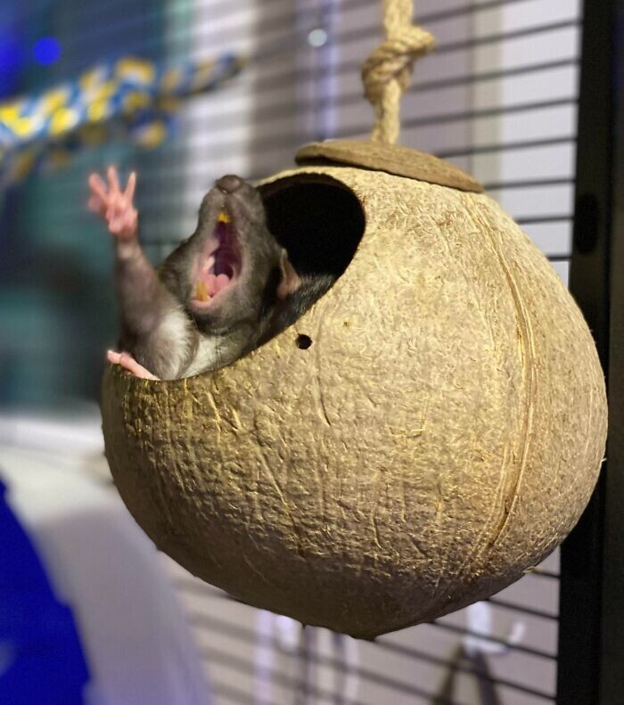 25 Photos Show That Rats Can Be Funny And Cute Too - Barnorama