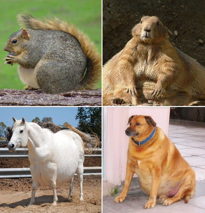 Питомец полный. Жирные животные. Самые жирные животные. Толстая собака. Сасон толстле животное.