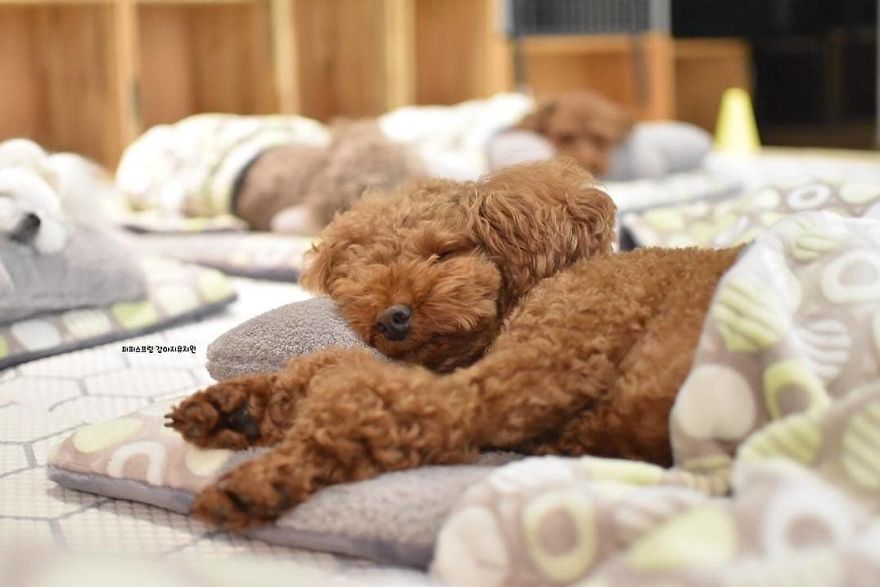 https://www.barnorama.com/wp-content/uploads/2024/03/dogs-nap-time-puppy-spring-daycare-center-3.jpg