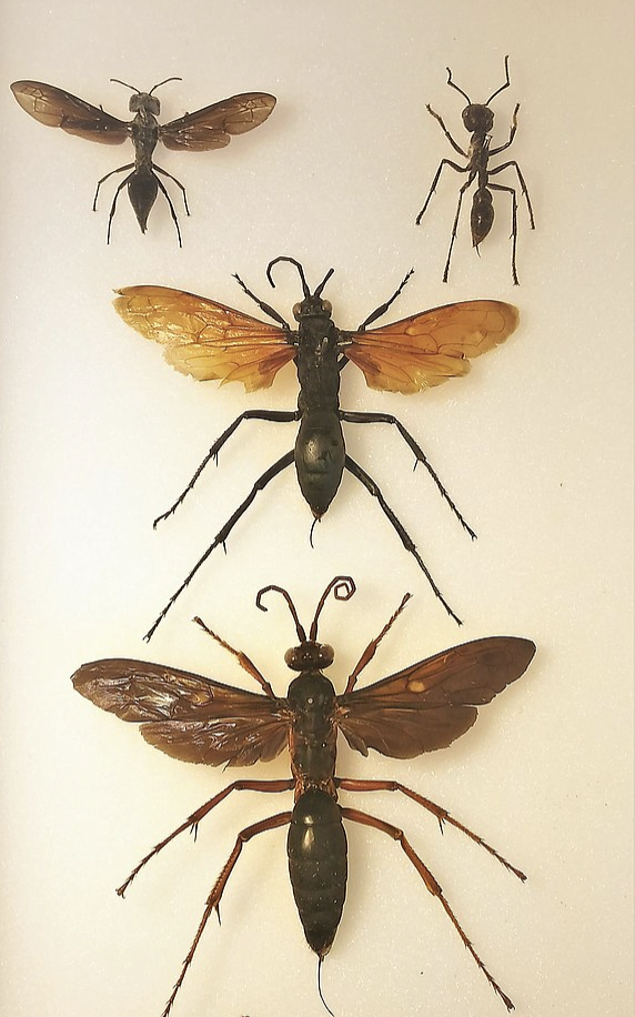 Schmidt Boxes Insect 21 Creepy Facts About Ants That Will Give You the Chills – Barnorama