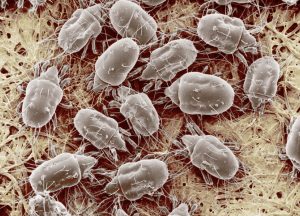 Micro Creatures 15 Microscopic Beasts Living In The World Around Us – Barnorama