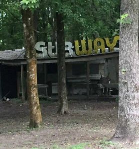 50 Spooky Finds That Reveal The Dark Side Of The Woods – Barnorama