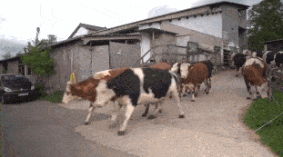 60 LOL-Worthy GIFs for Your Brain Break – Barnorama