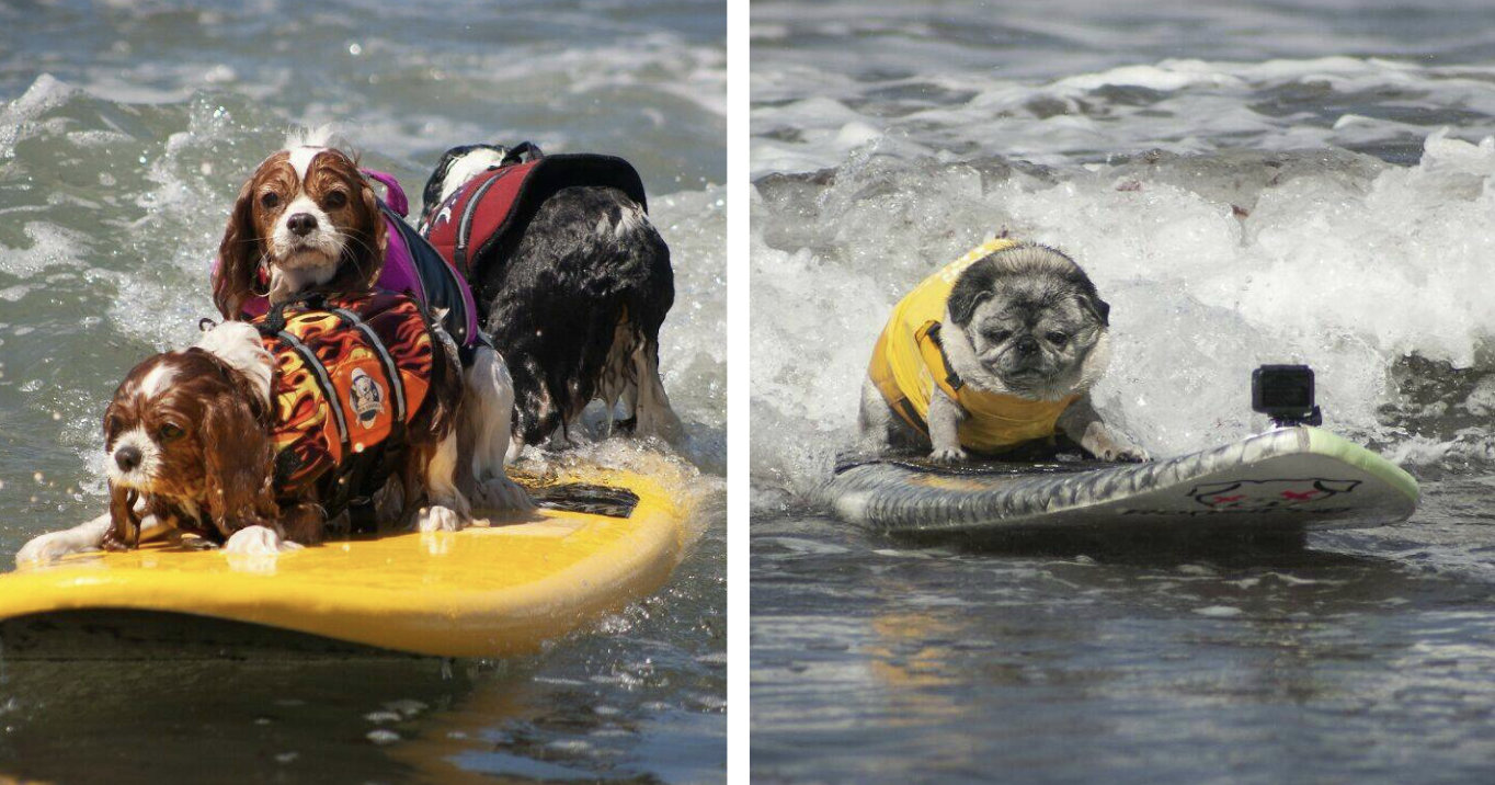 22 Surfing Pups Who Have Better Balance Than Most Humans – Barnorama
