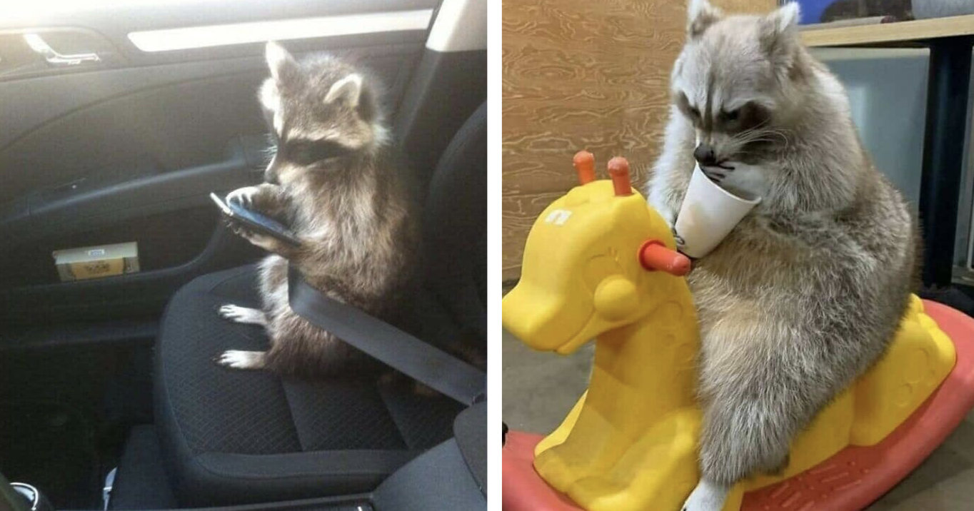 25 Raccoon Moments That Prove They're the Furry Kings of Chaos – Barnorama