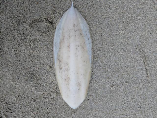 A pale oval object