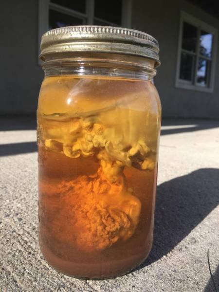 A strange mass found in an old jar of juice