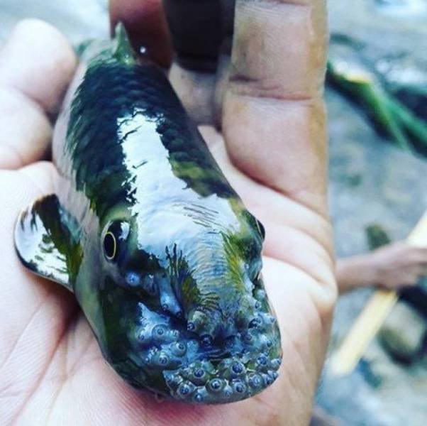 A fish with an unusual appearance