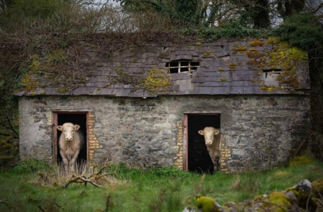Cows in an abandoned cabin in Ireland
