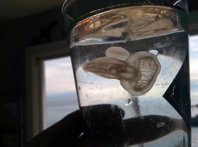 A strange alien-looking sea creature